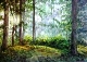 62 - Maureen Scott - Woodland Glade - Watercolour.JPG